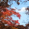 秋空と紅葉
