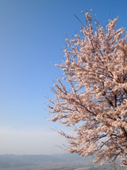峠の桜