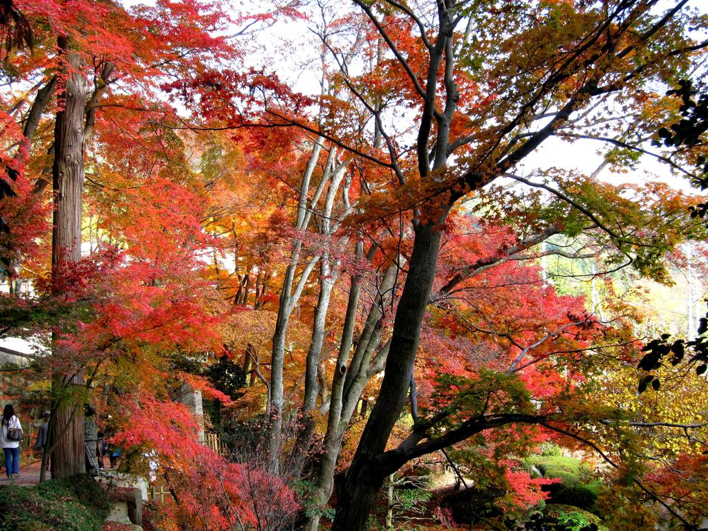 秋の紅