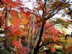 秋の紅