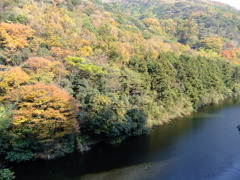 秋の山道脇から