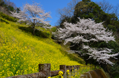 菜の花傾斜に咲く桜