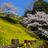 菜の花傾斜に咲く桜