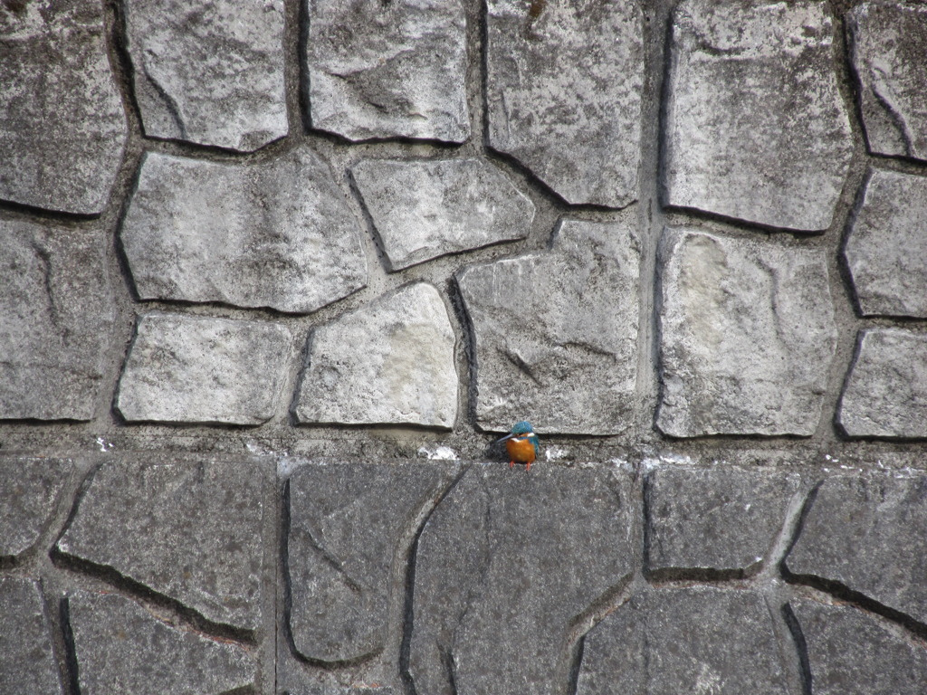 カワセミ発見