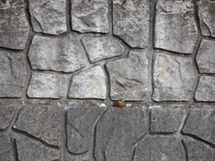 カワセミ発見