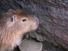 カピバラさん