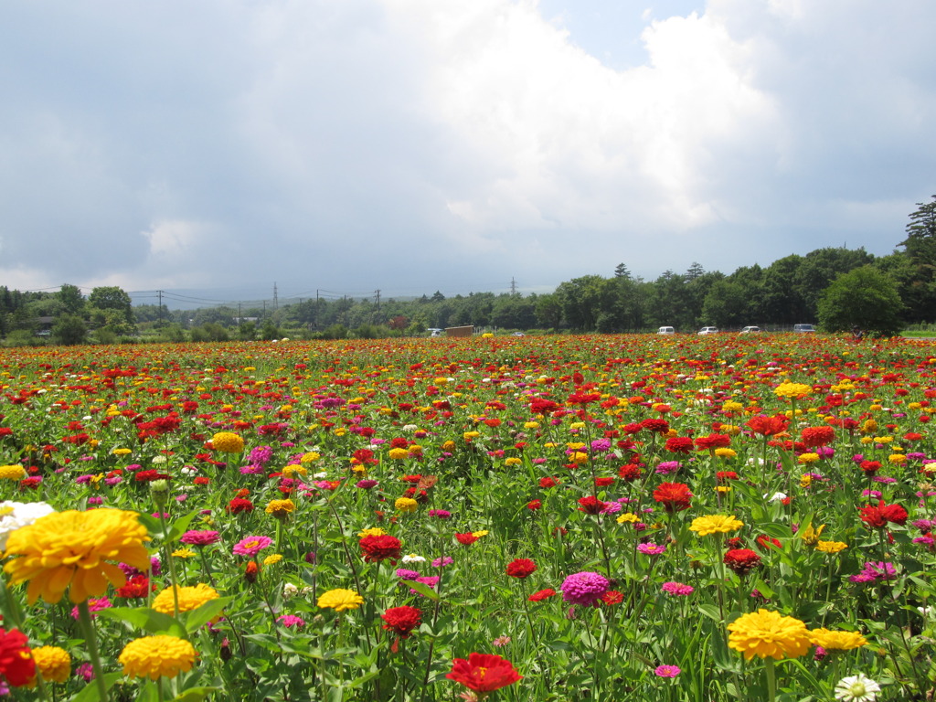 花畑
