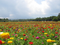 花畑