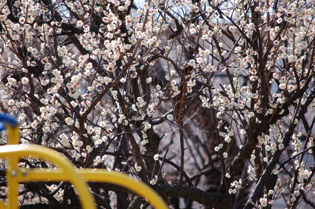 梅