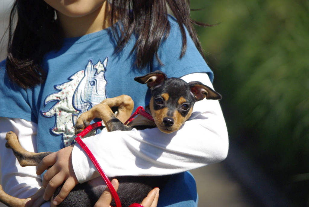 子犬