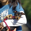 子犬