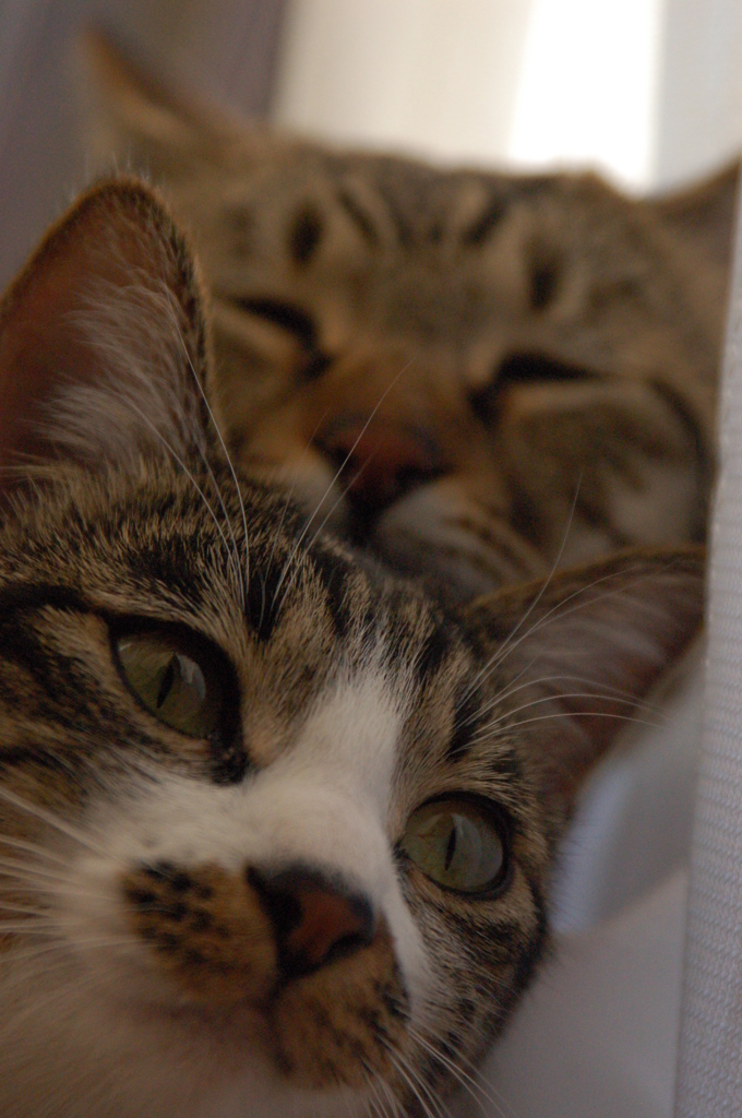 2ショット