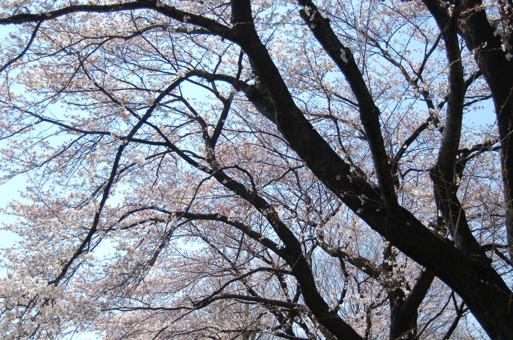 桜