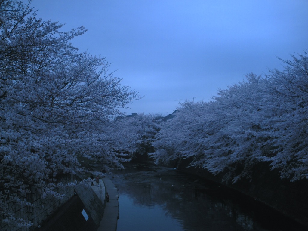 青い桜？