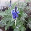 青のお花
