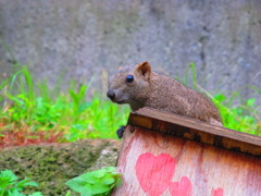 キョロキョロ