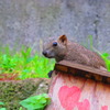 キョロキョロ