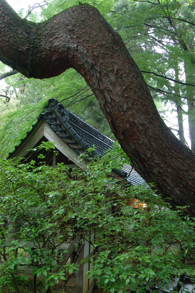屋根
