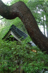 屋根