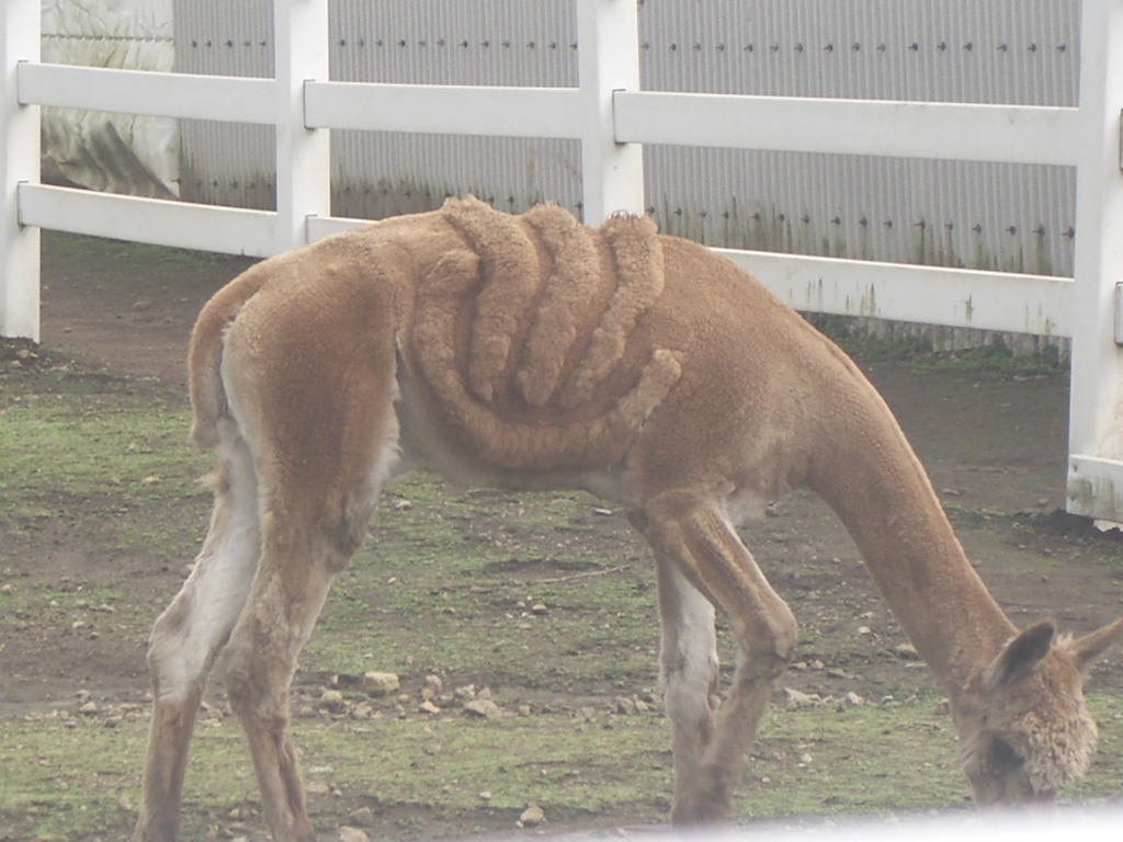 温泉マークのアルパカ