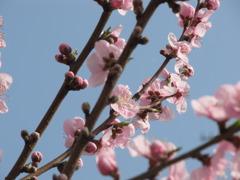 お花