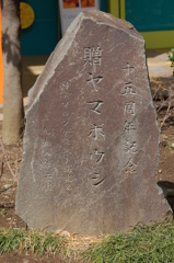 贈ヤマボウシ