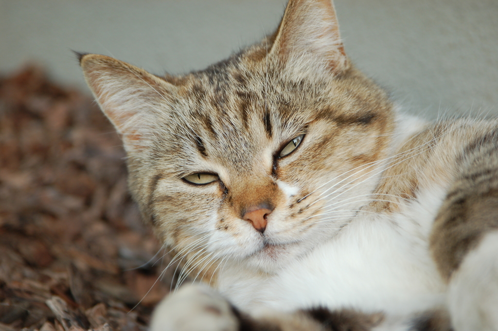 ねこ