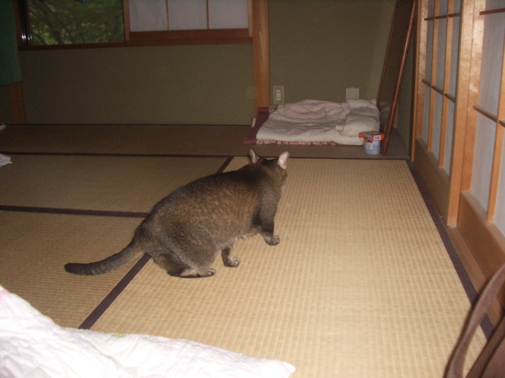グリちゃん1