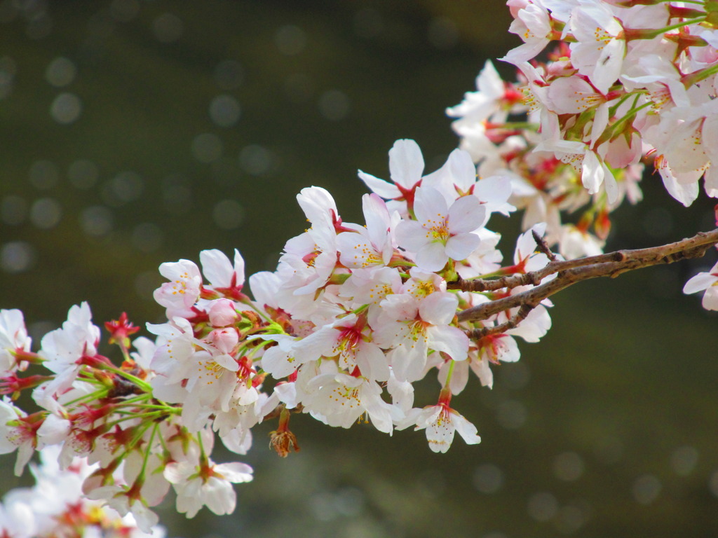 桜