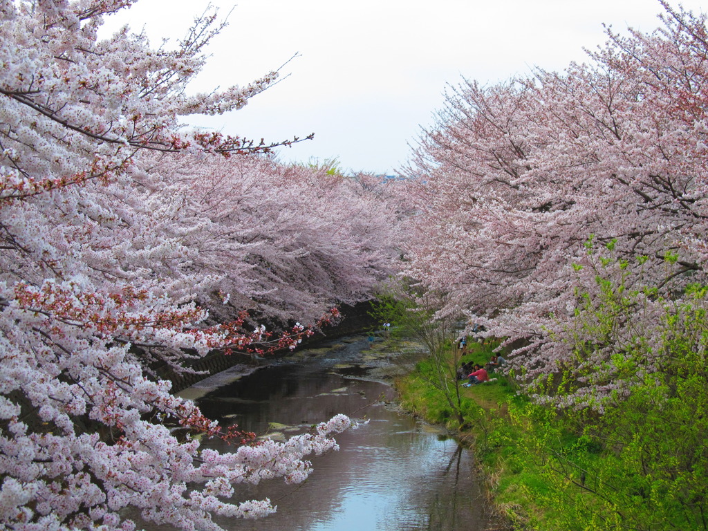 お花見中