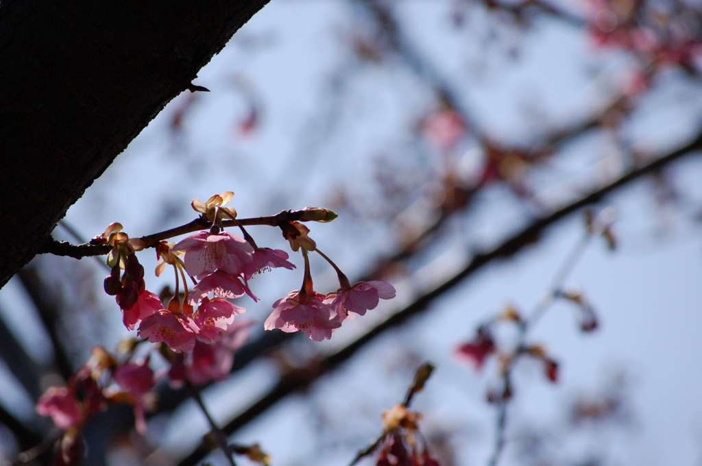 河津桜2