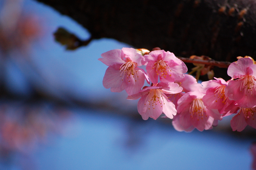 河津桜1