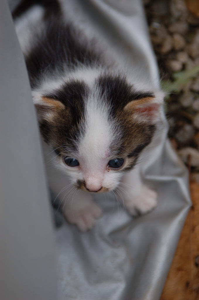 子猫