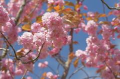 桜