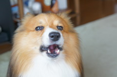 吼えるコーギー