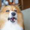 吼えるコーギー