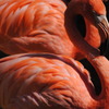 フラミンゴ