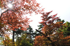 紅の間から