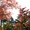 紅の間から