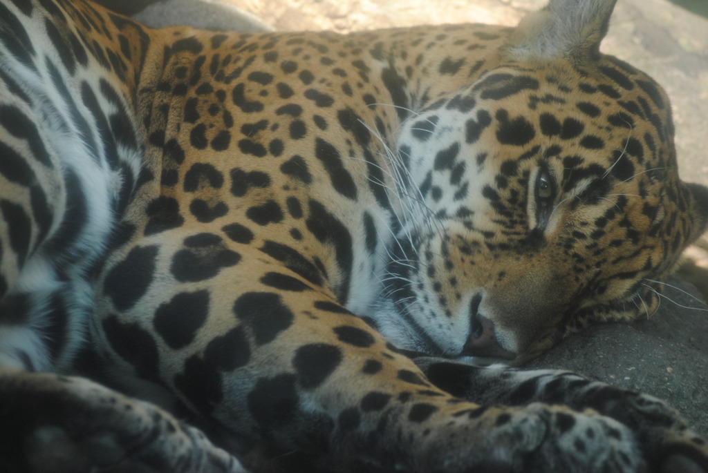 ジャガー