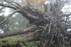大木の根