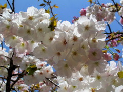 花見最終日1