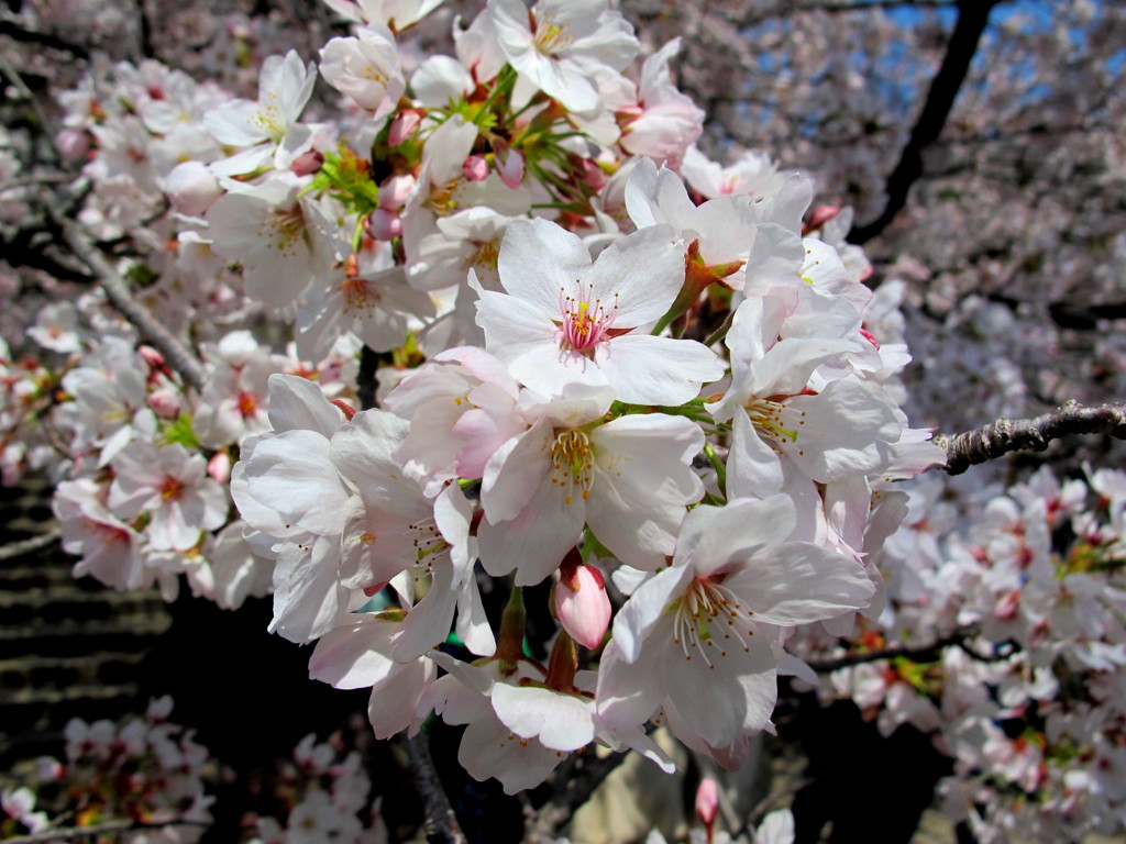 桜の色について