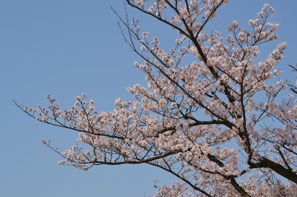 空に向かって