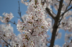 青空バックの桜