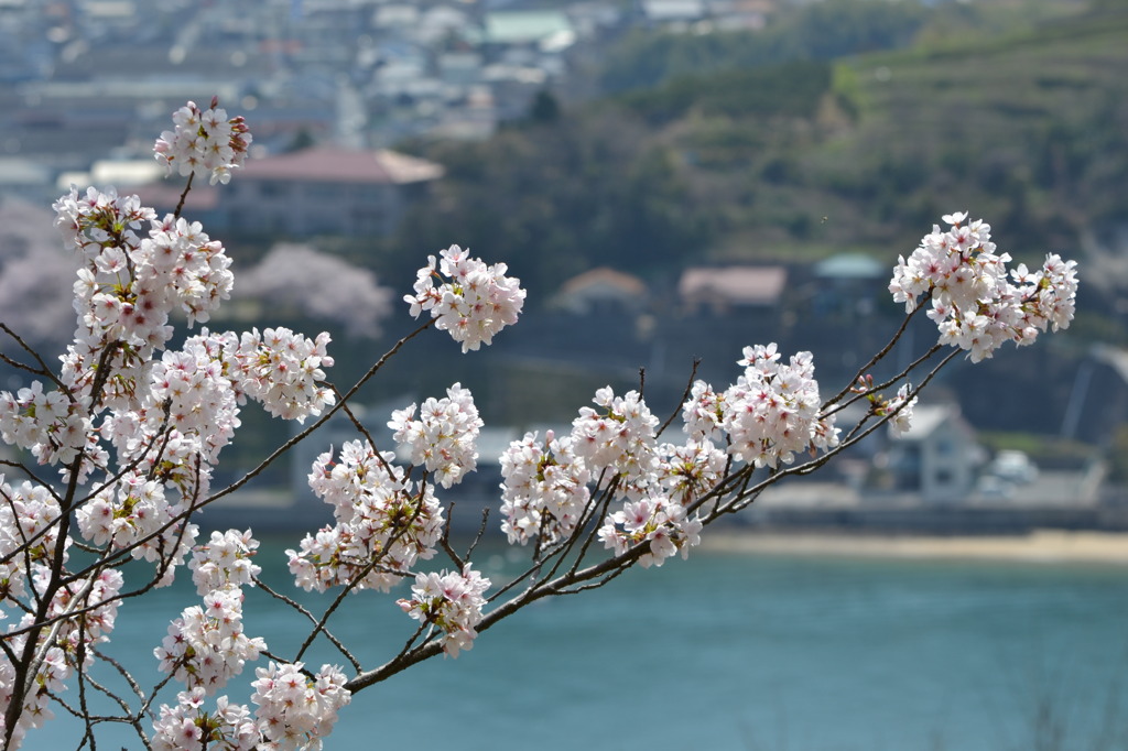 コラボ