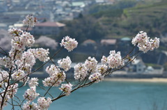 コラボ