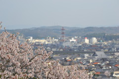 三次の町を見下ろす桜