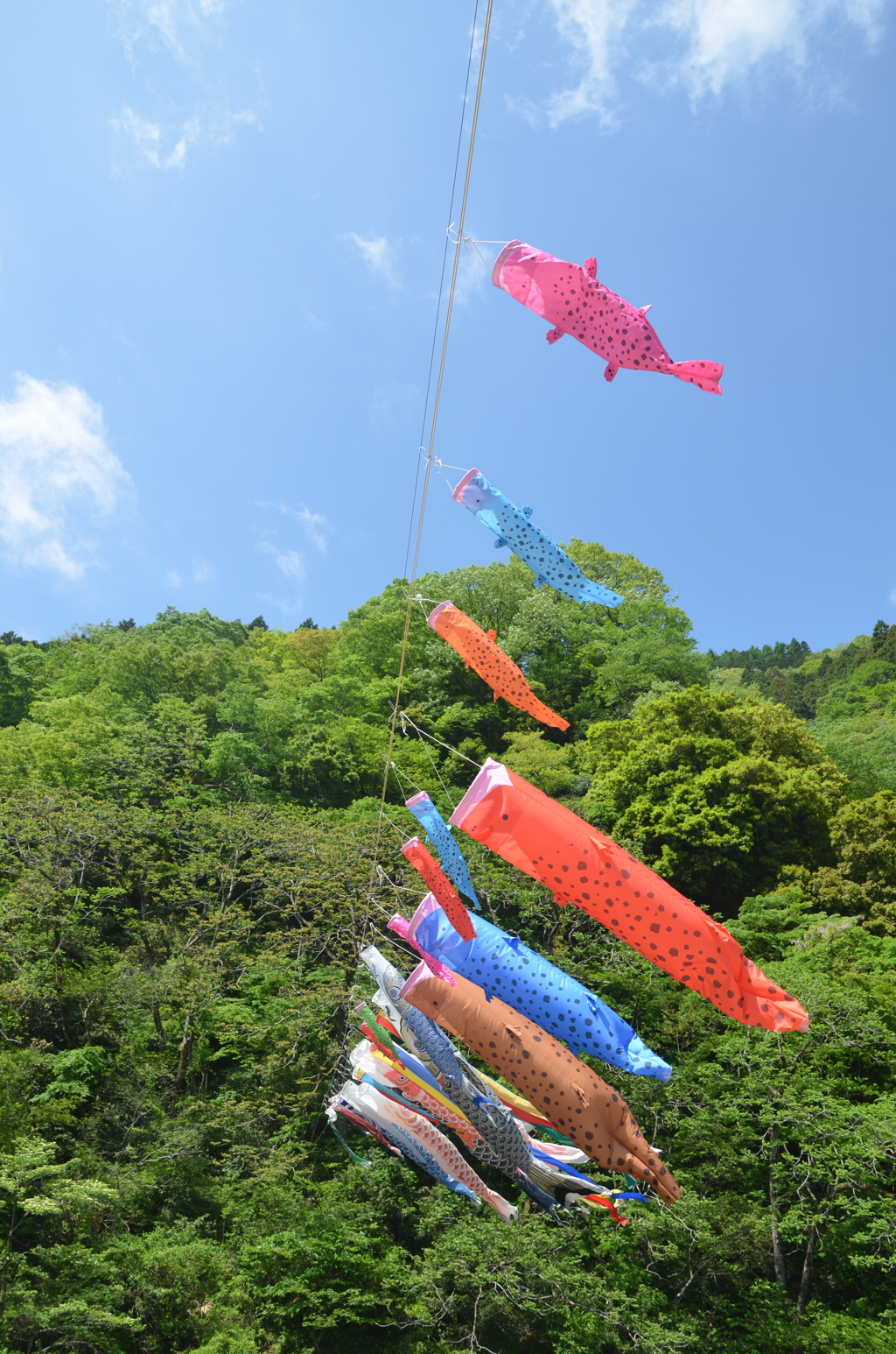 鯉のぼり