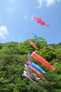 鯉のぼり